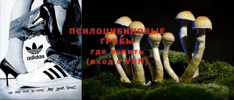 Псилоцибиновые грибы Psilocybe  как найти наркотики  Октябрьский 